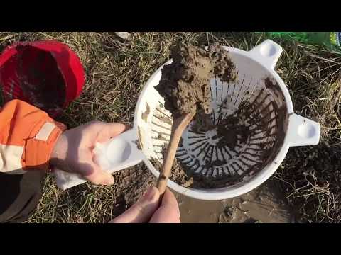 Bochníčková: Hlinky z ostravských lagun jsou složky rakovinotvorných kalů